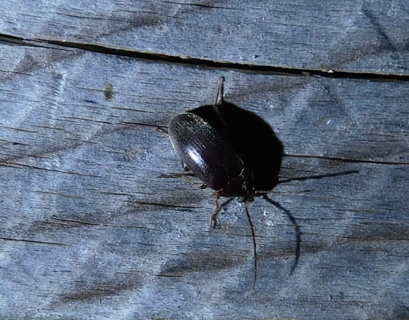 Hymenalia rufipes - rőtlábú alkonybogár