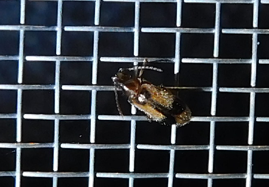 Notoxus monoceros - sárgahasú nyakszarvúbogár