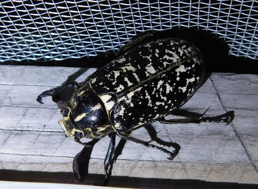 Polyphylla fullo - csapó cserebogár