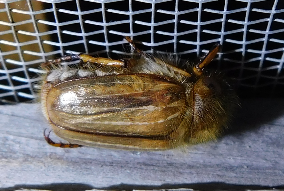 Amphimallon solstitiale - bordás sárgacserebogár