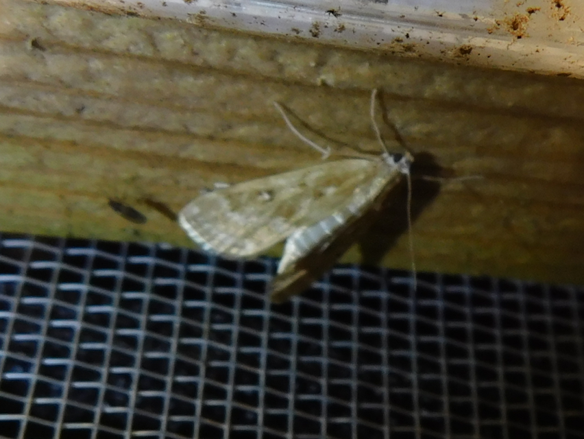 Parapoynx stratiotata - közönséges vízimoly