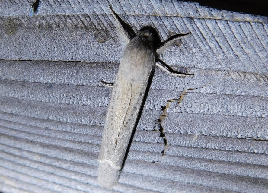 Phragmataecia castaneae - nádfúrólepke