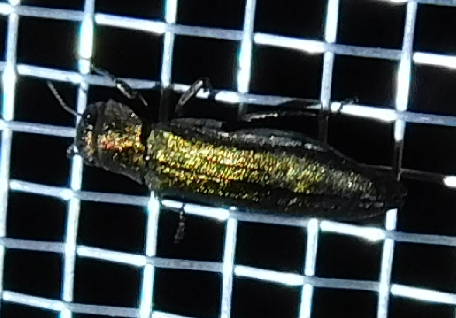 Agrilus suvorovi - nyárfa-karcsúdíszbogár