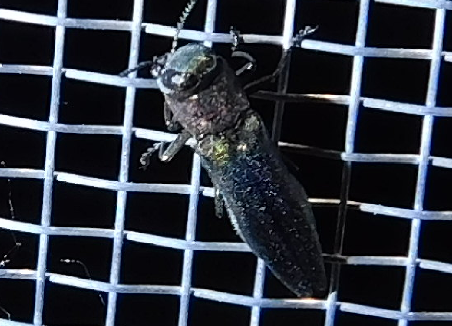 Agrilus