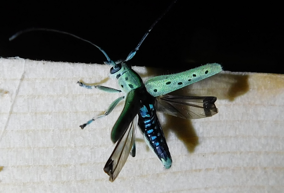 Saperda punctata - pettyes szilcincér Saperda punctata - pettyes szilcincér