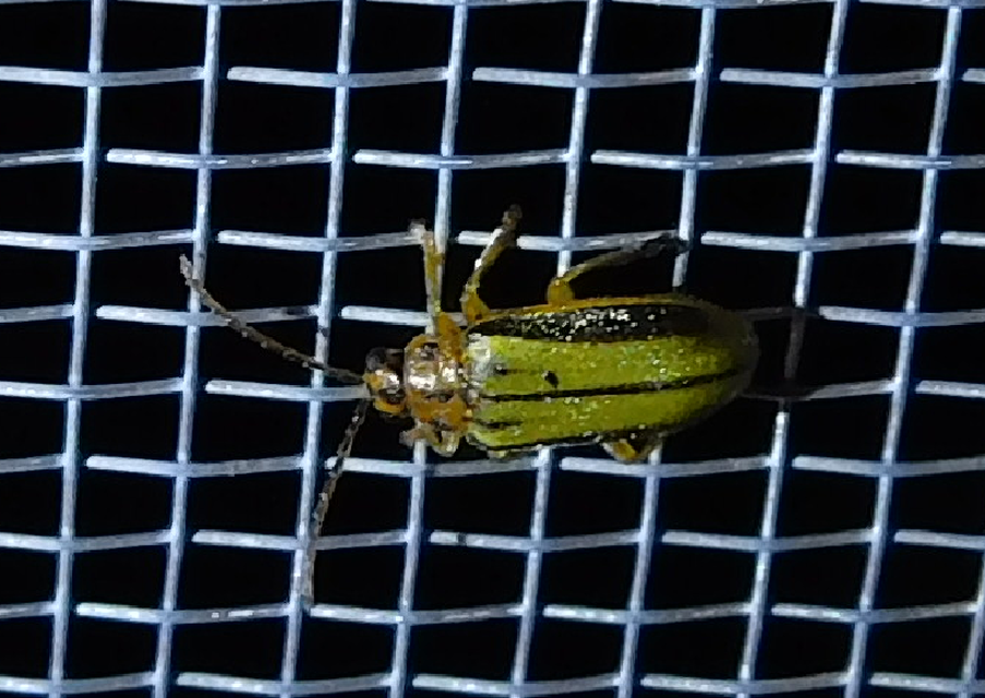 Xanthogalerucella luteola - szilfa-olajosbogár