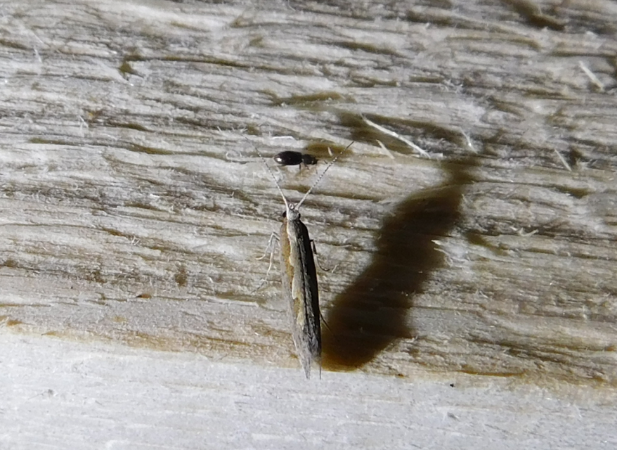 Plutella xylostella - káposztamoly