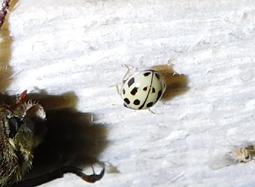 Propylea quatuordecimpunctata - tizennégypettyes füsskata