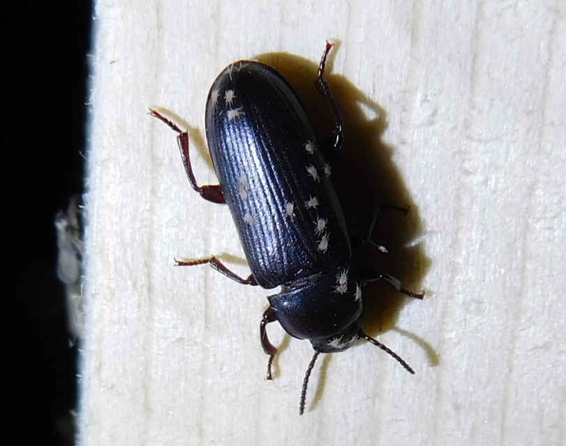 Tenebrio molitor - közönséges lisztbogár