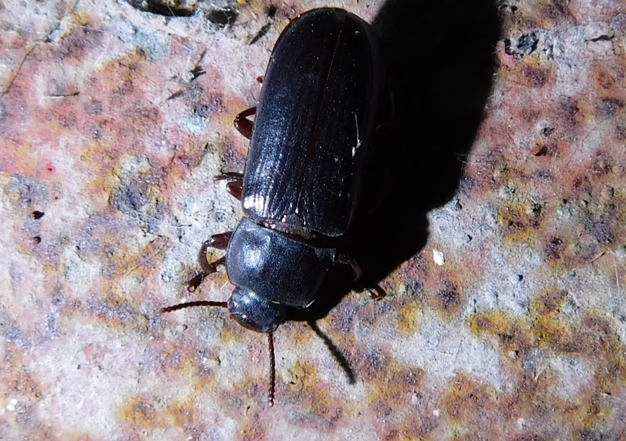 Tenebrio molitor - közönséges lisztbogár