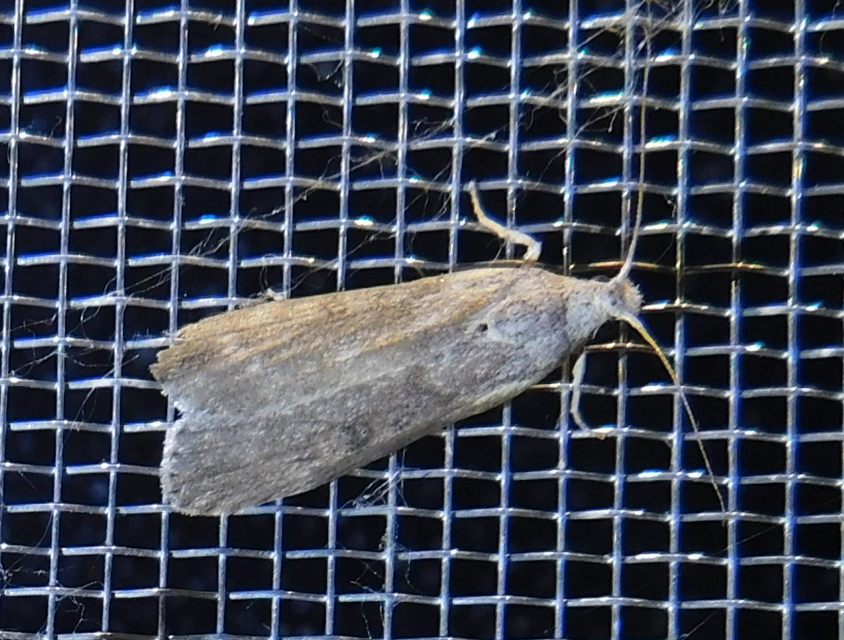 Lamoria