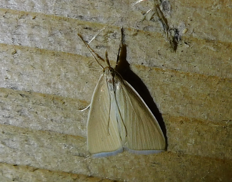 Sclerocona acutellus - hegyesszárnyú tűzmoly