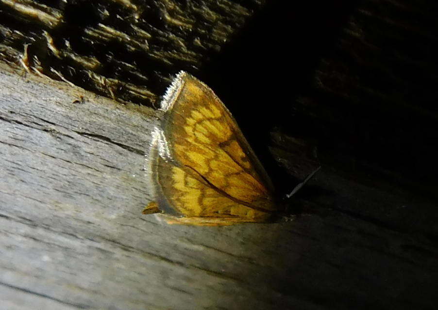 Ecpyrrhorrhoe rubiginalis - rozsdavörös tűzmoly