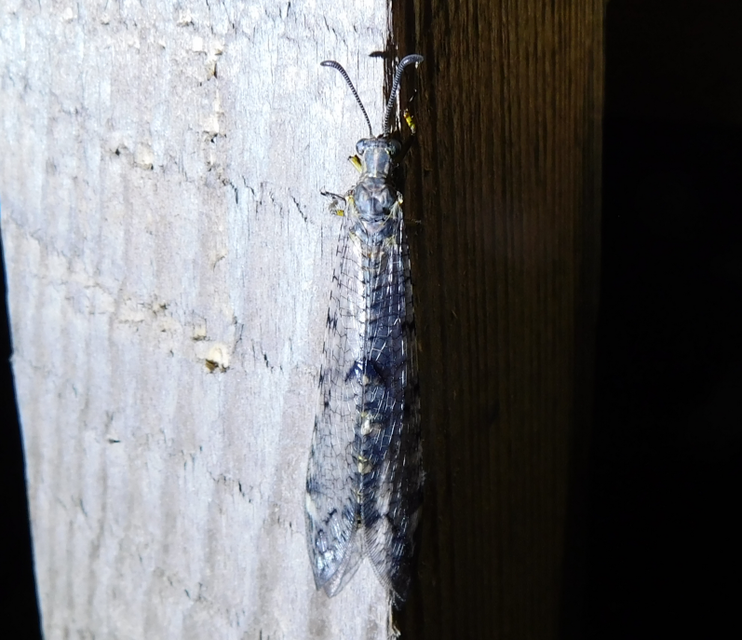 Distoleon tetragrammicus - négyfoltos hangyaleső Distoleon tetragrammicus - négyfoltos hangyaleső