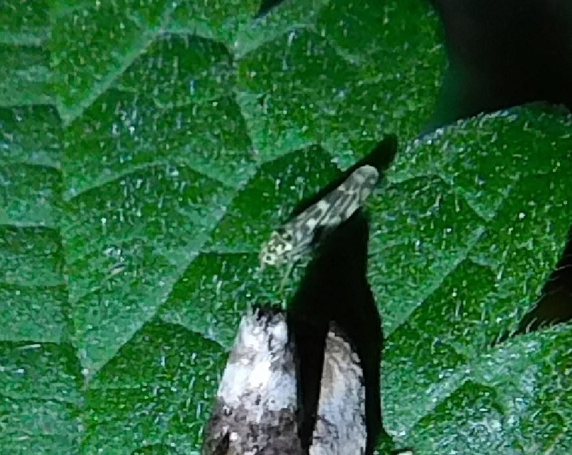 Eupteryx