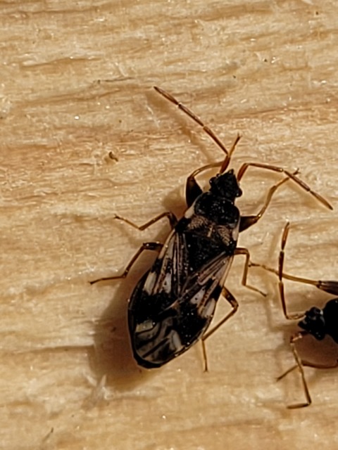 Scolopostethus Scolopostethus