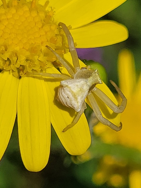 Thomisus onustus - fehér karolópók