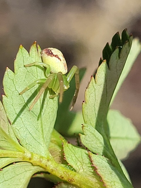 Ebrechtella tricuspidata - alakoskodó karolópók