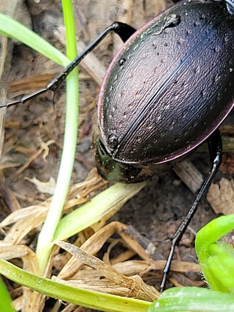 Carabus nemoralis - ligeti futrinka