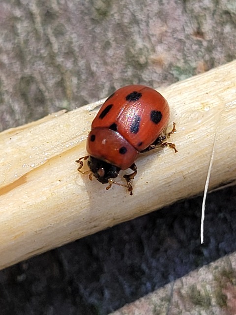 Gonioctena fornicata - közönséges lucernabogár