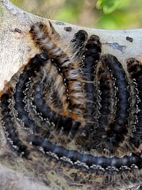 Eriogaster catax - sárga gyapjasszövő