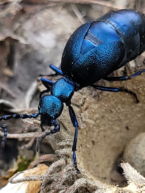 Meloe violaceus - kék nünüke