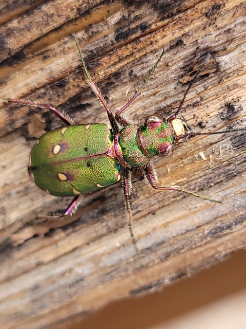 Cicindela campestris - mezei homokfutrinka