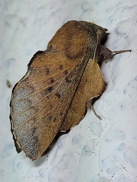 Phyllodesma tremulifolia - nyárlevélpohók