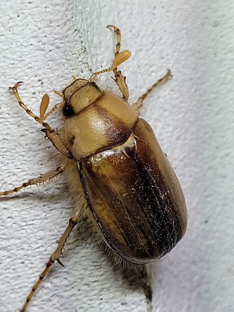 Rhizotrogus aestivus - tavaszvégi cserebogár