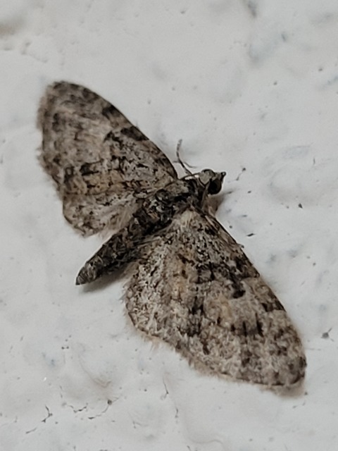 Eupithecia abbreviata - korai törpearaszoló