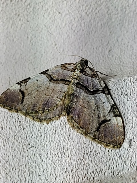 Anticlea derivata - vadrózsa-tarkaaraszoló