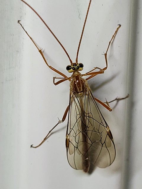 Ophion obscuratus