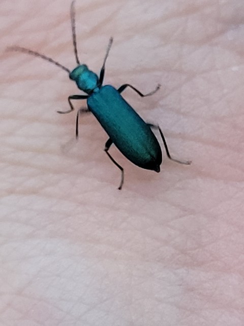 Ischnomera