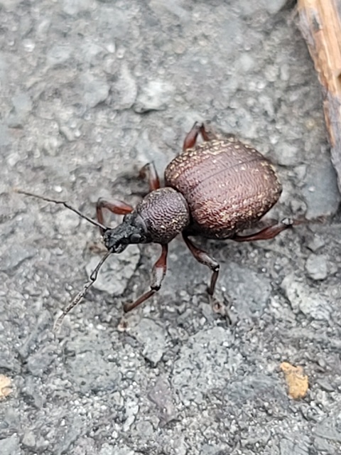 Dodecastichus inflatus - barázdásorrú gyalogormányos