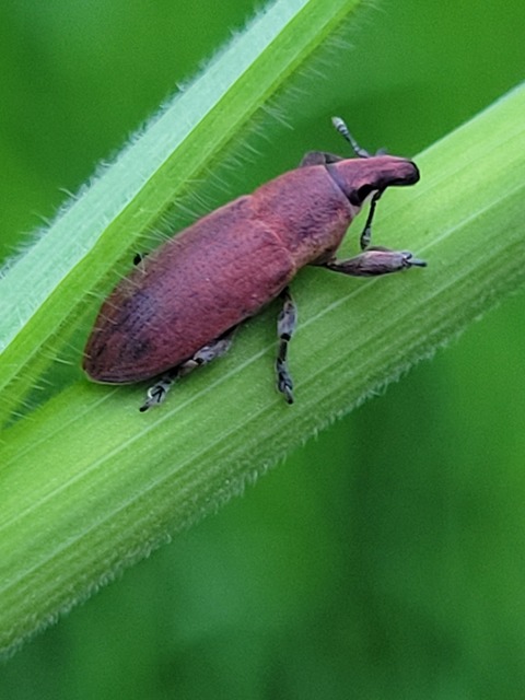 Lixus angustus - rövid dudvabarkó