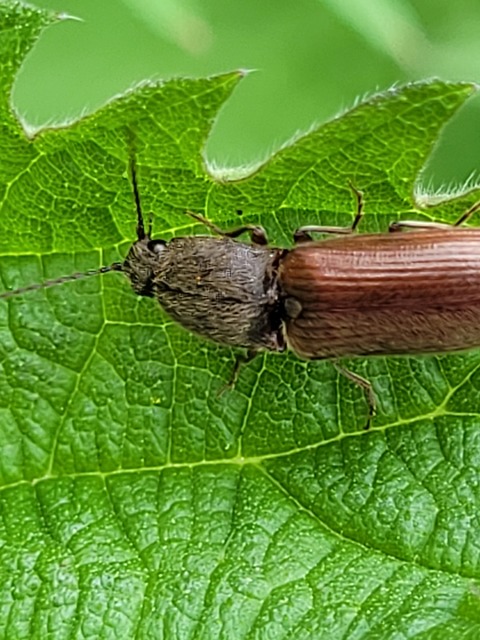 Dicronychus testaceus