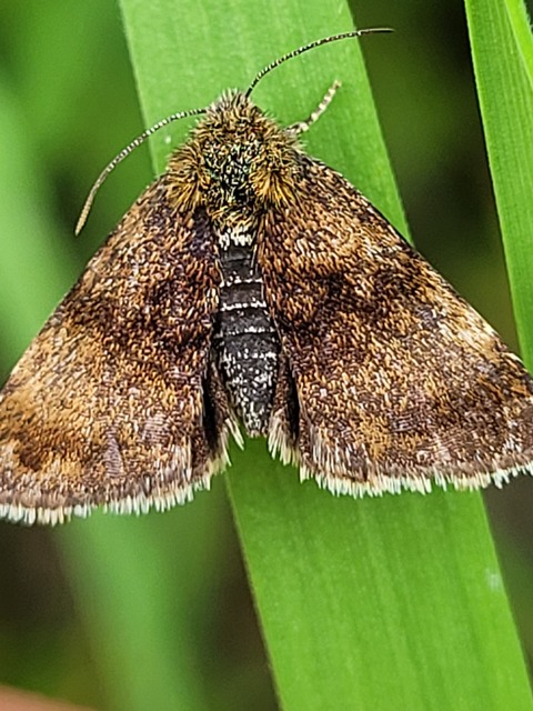 Panemeria tenebrata - apró sárgabagoly