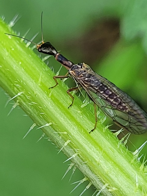 Raphidioptera - Tevenyakú-fátyolkák