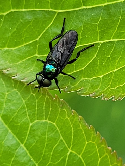 Stratiomyidae - katonalégyfélék