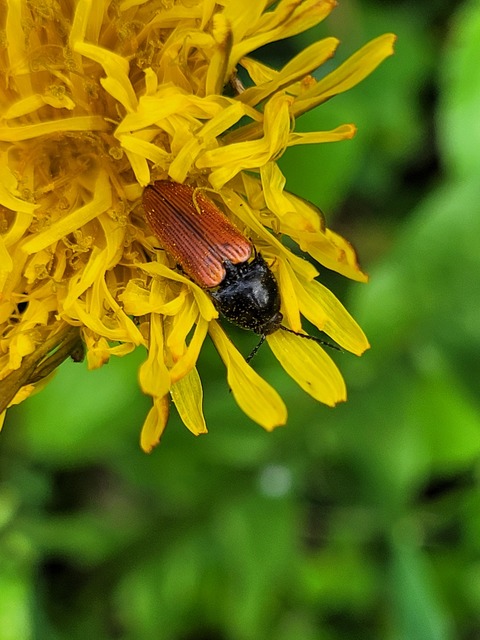Ampedus