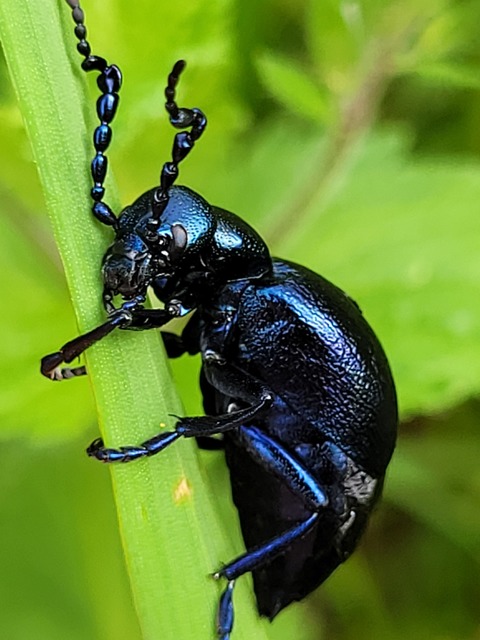 Meloe violaceus - kék nünüke