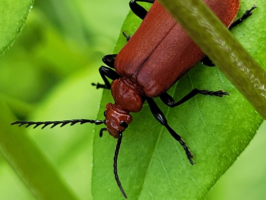 Pyrochroa serraticornis - közép-bíborbogár