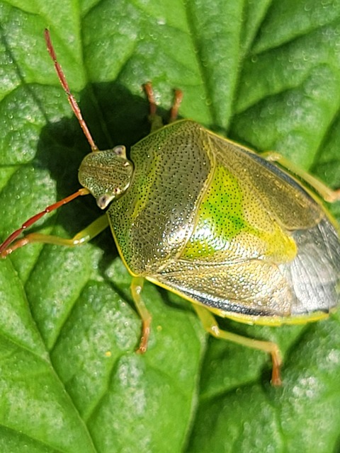 Piezodorus lituratus - bíboros címerespoloska Piezodorus lituratus - bíboros címerespoloska
