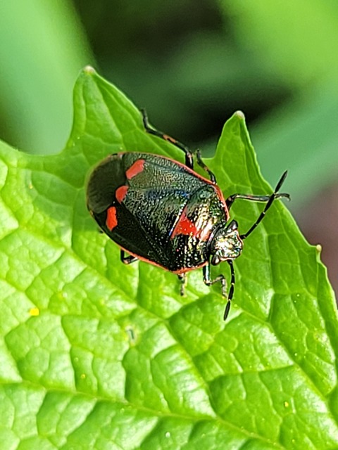 Eurydema oleracea - paréjpoloska Eurydema oleracea - paréjpoloska