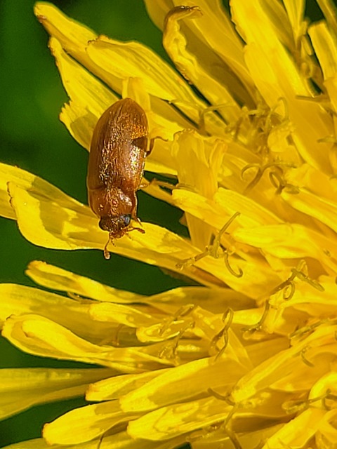 Byturus ochraceus - gyömbérgyökérbogár