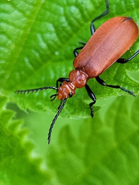 Pyrochroa serraticornis - közép-bíborbogár