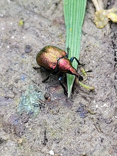 Byctiscus populi - nyárfa-levélsodró