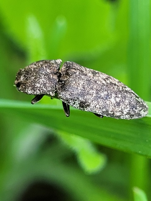 Agrypnus murinus - egérszínű pikkelyespattanó