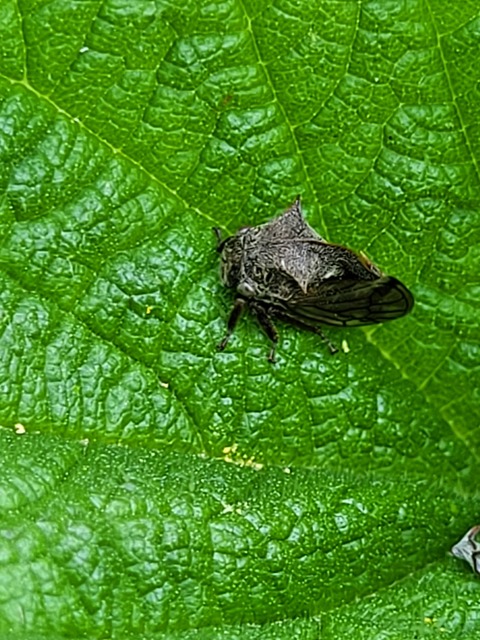 Centrotus cornutus - szarvaskabóca