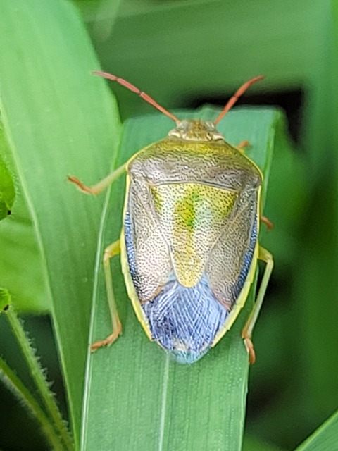 Piezodorus lituratus - bíboros címerespoloska Piezodorus lituratus - bíboros címerespoloska